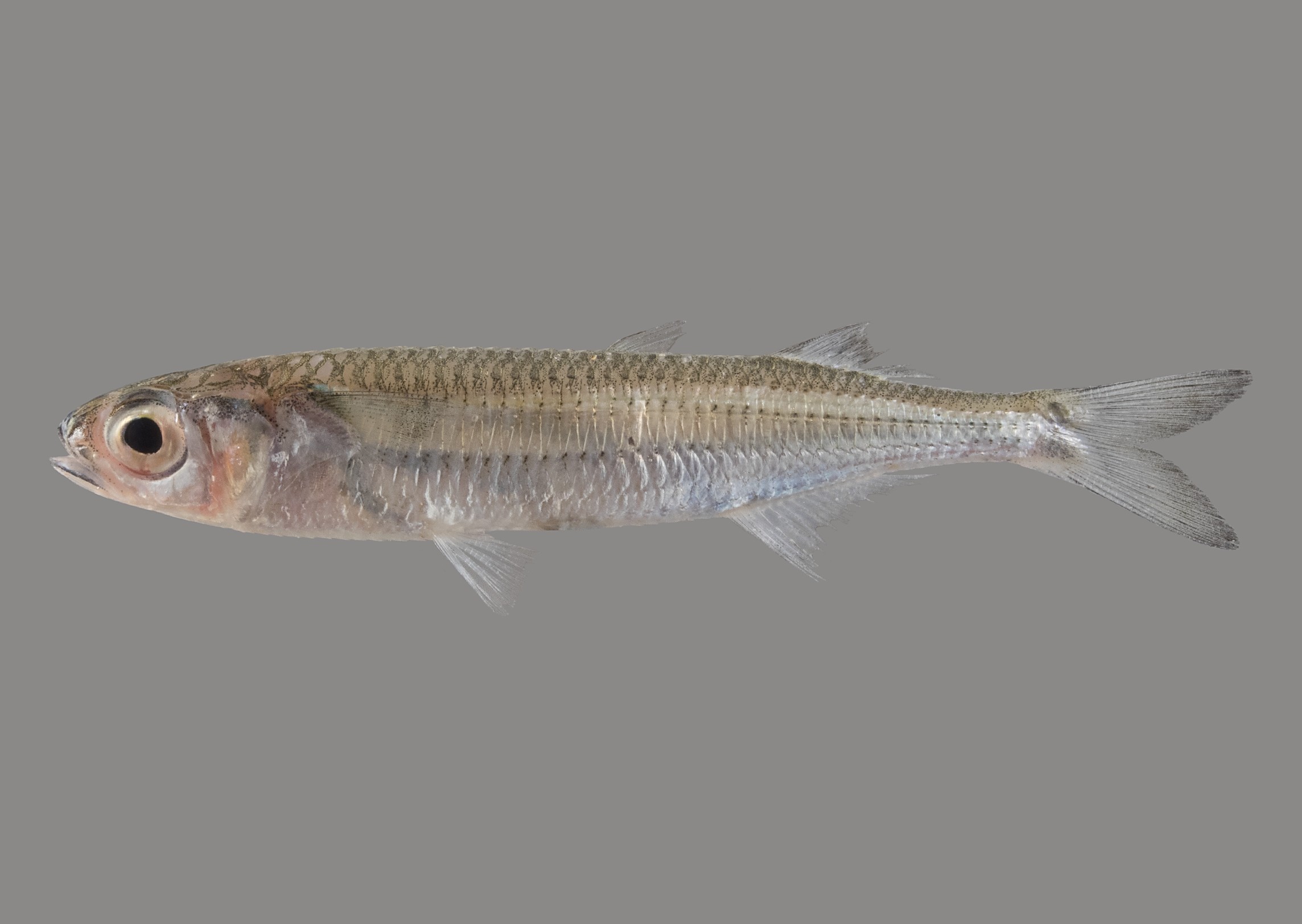 Atherinomorus lacunosus, 8.8 cm SL, Socotra: Delisha; S.V. Bogorodsky & U. Zajonz